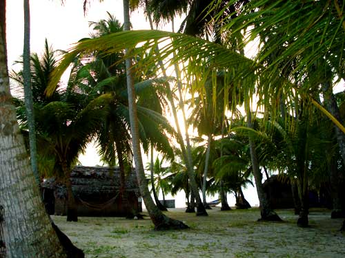 Palmeiras das Ilhas de San Blas