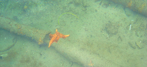Estrelas do Mar no Panamá