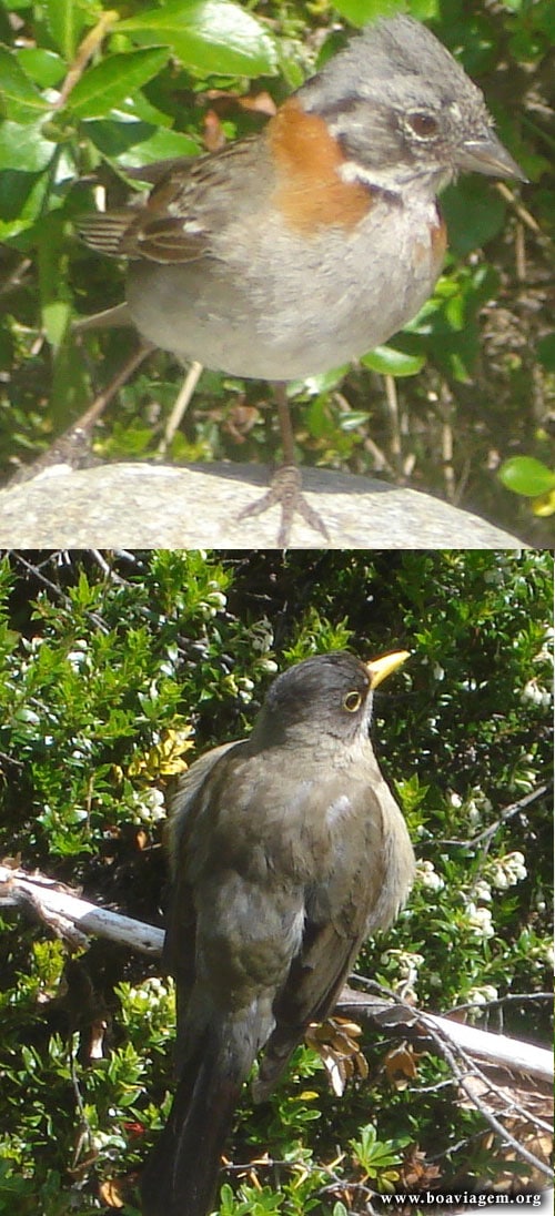 Fauna do Parque Nacional Los Glaciares