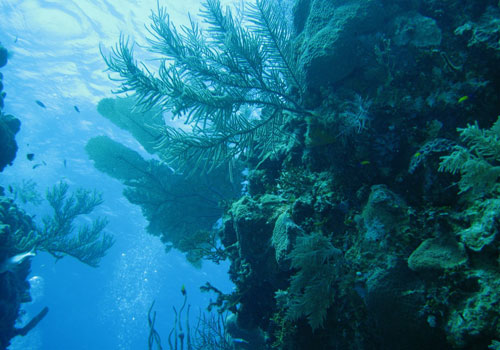 Little Cayman, British West Indies