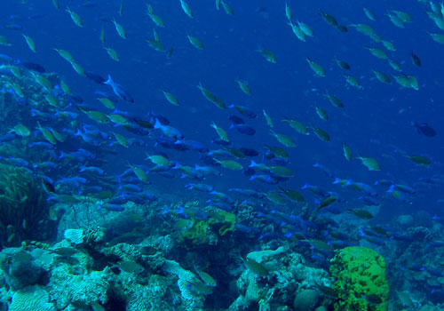 Bonaire, Caribe