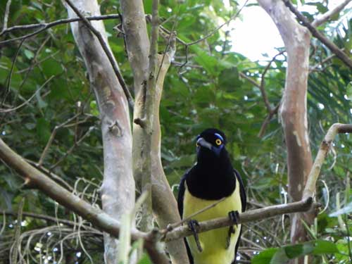 Fauna riquíssima no Parque Nacional do Iguaçu