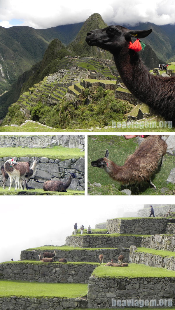 Lhamas em Machu Picchu