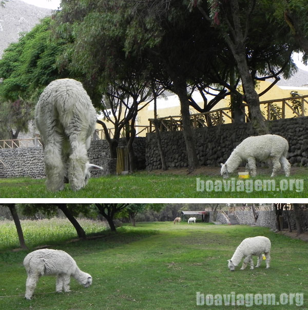 Lhamas em Arequipa