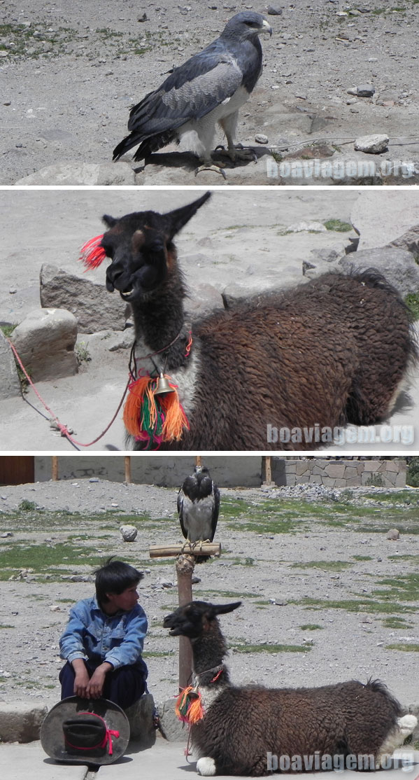 Condor, Lhama e garoto na cidade de Chivay