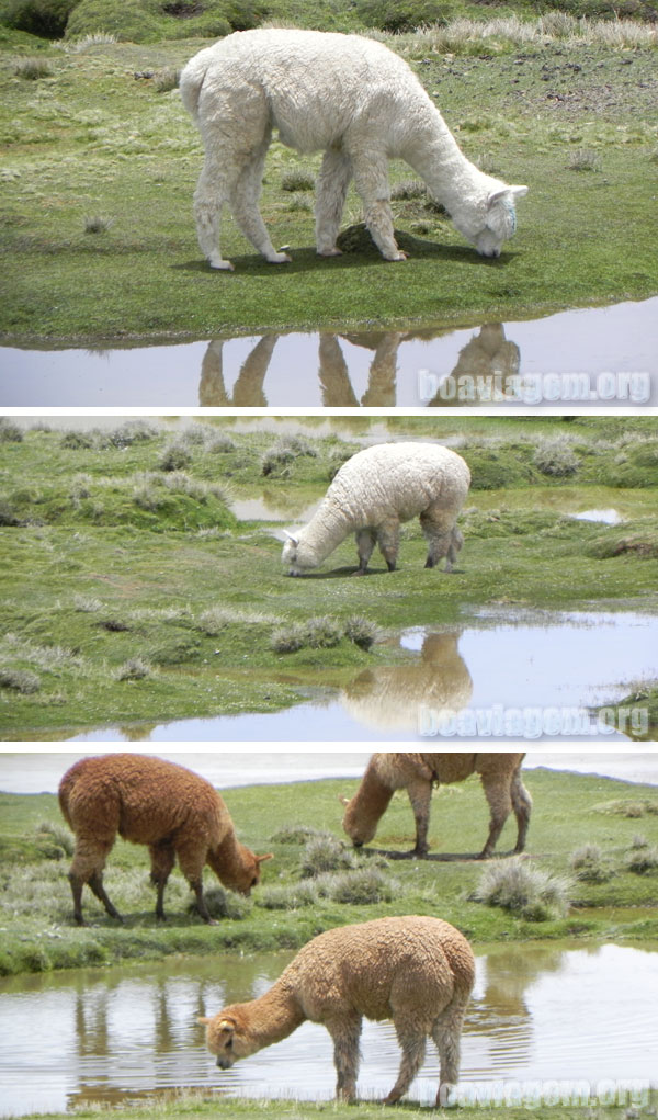 Vicunhas, Lhamas e ovelhas podem ser contempladas em seu habitat natural no caminho para o Canyon