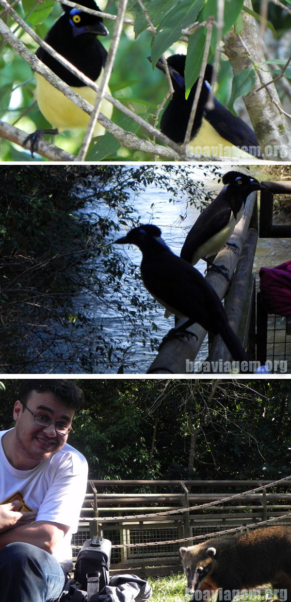 Fauna Parque Nacional do Iguazu - Argentina