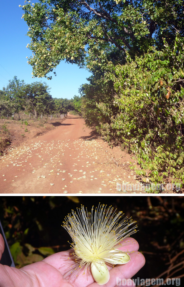 Cerrado - a flor do pequi