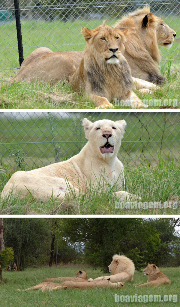 Conexão na África do Sul: Alguns dos leões do Lion Park - South Africa