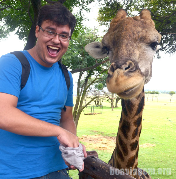 Repare na pose que a girafa fez pra câmera!