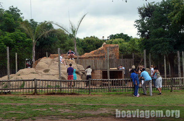 Conexão na África do Sul: Jaula com os filhotes de leões e interação dos visitantes