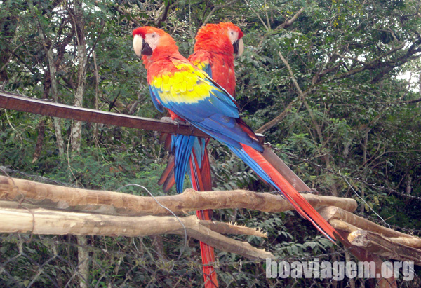 Araras vermelhas em Cópan, Honduras