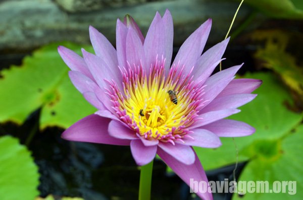 Abelha em uma flor de lótus