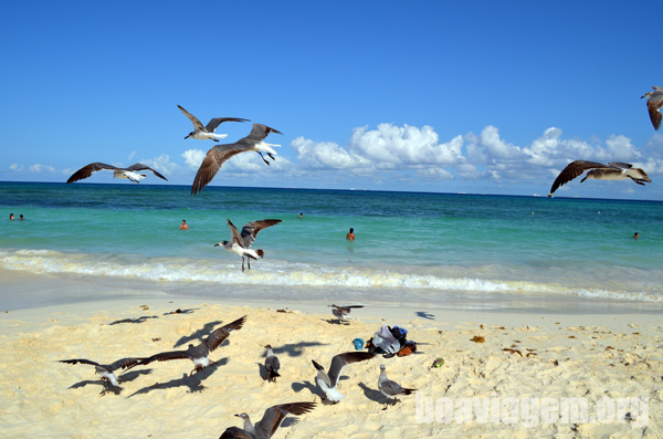 Gaivotas e um tempo lindo na Playa del Carmen