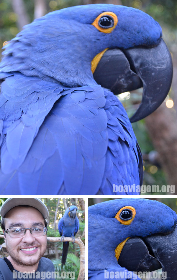 Muitas araras azuis no Bird Land do Hot Park
