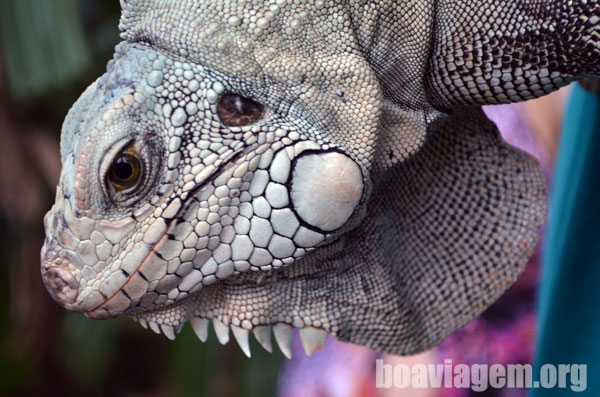 Lindo bixo: Iguana do BirdLand