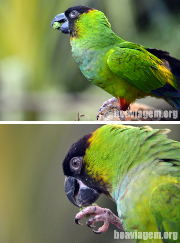Pequeno periquito se alimentando no BirdLand