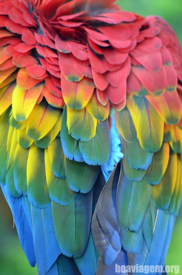 BirdLand: As belas penas de uma arara vermelha