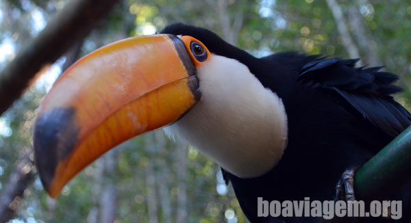 Tucano no Bird Land - Hot Park - Rio Quente Resorts