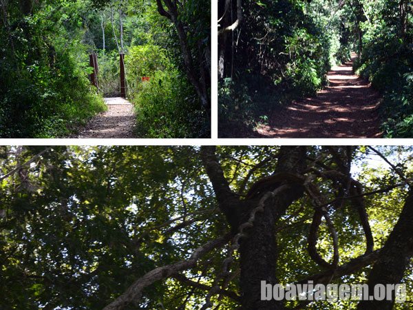 Mata nativa preservada no Parque Nacional das Cataratas