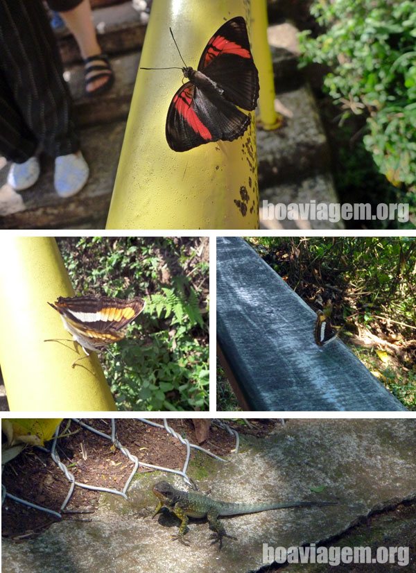 Lindas borboletas e alguns lagartos pelo Parque