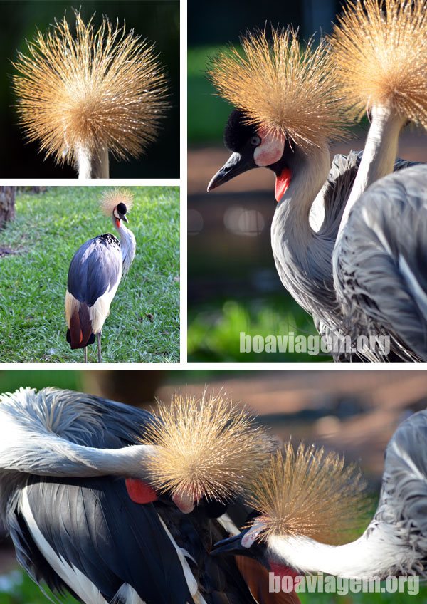 Grou Coroado - O supla do Parque das Aves