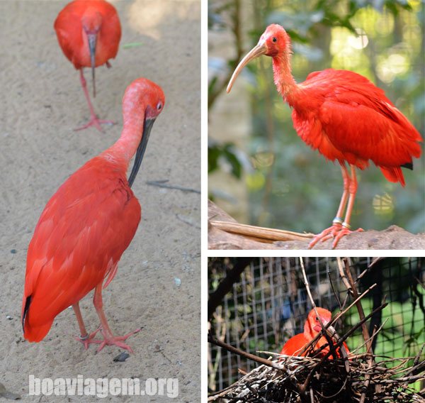 Guará Vermelho