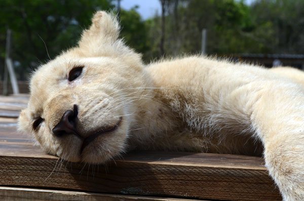 Leãozinho no Lion Park, África do Sul