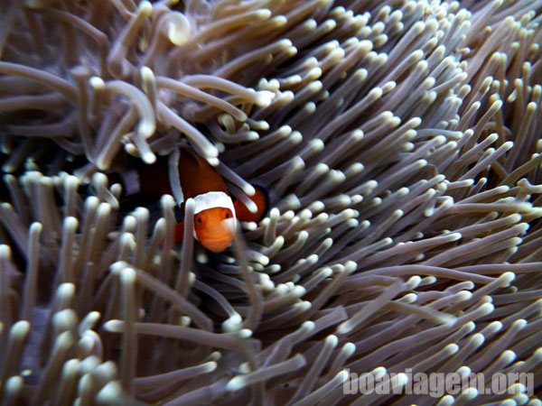 Mergulho em Tulamben - Bali - Indonésia
