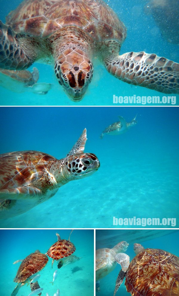 Tartarugas marinhas da costa oeste de Barbados