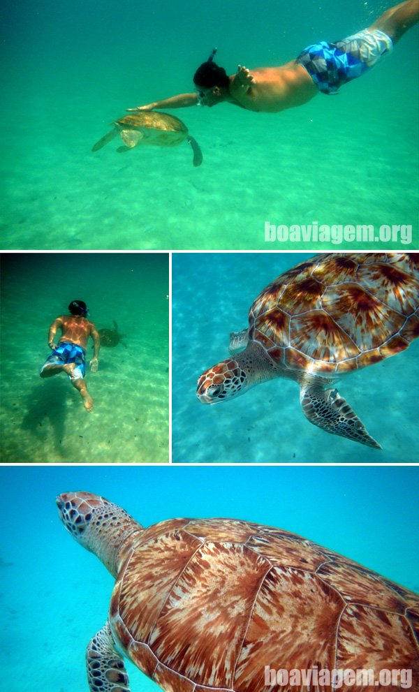 Nadando e encostando nas tartarugas de Barbados