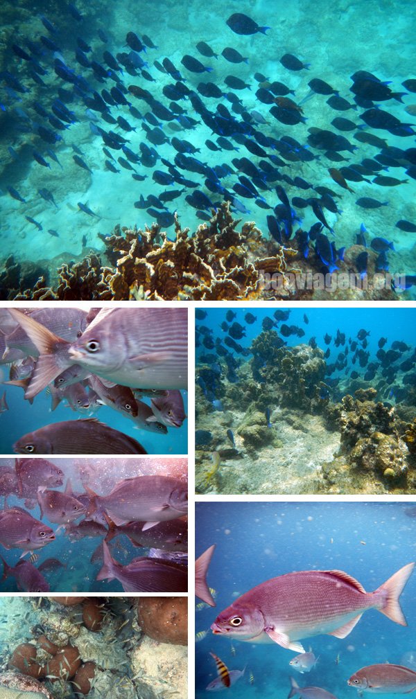 mergulho cardumes Barbados