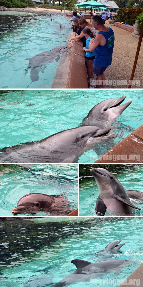 Tanque cheio de golfinhos e alguns turistas podem alimentá-los