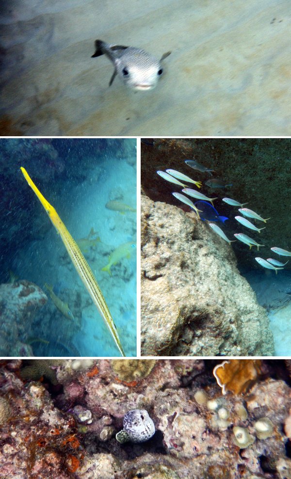 Mergulho com vários peixes em Barbados, Caribe