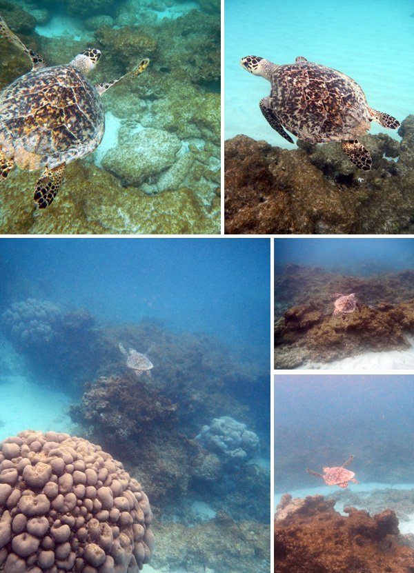 mergulho, tartaruga, the club, barbados