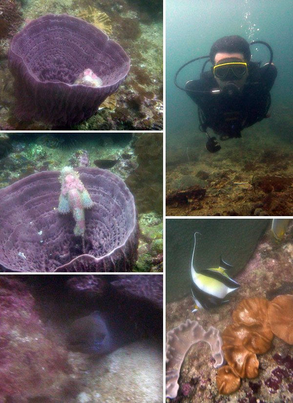 Alguns peixes incríveis em Koh Phi Phi