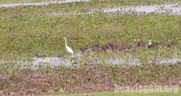 Vida nativa nas fazendas do norte do estado de Goiás