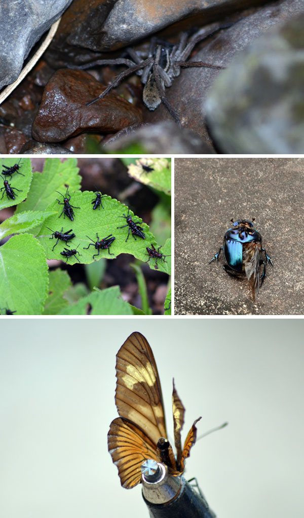 Fauna Cânion Malacara