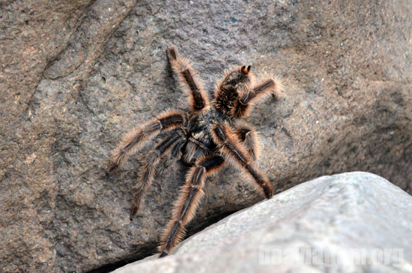 Aranhas caranguejeiras são comuns em regiões úmidas e com pedras