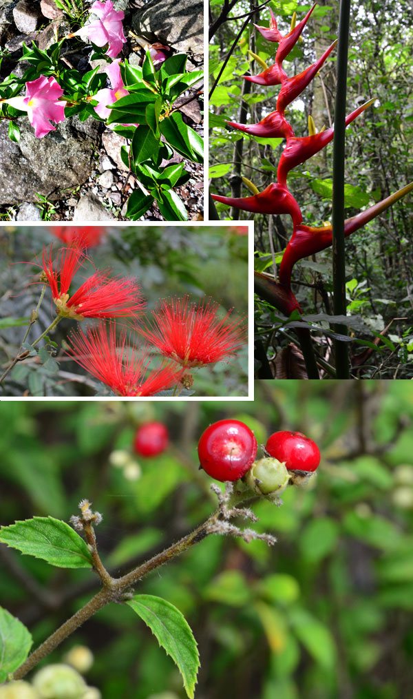 Belos detalhes da flora existente entre rio e mata