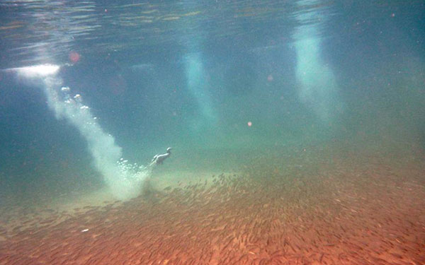 Mergulho de um pássaro em busca do alimento no Sancho em Noronha