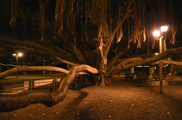 Árvore no centro da cidade de Lahaina em Maui