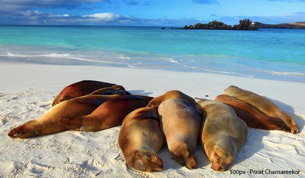 Mergulhar com leões marinhos, iguanas e tubarões martelo só é possível em Galápagos