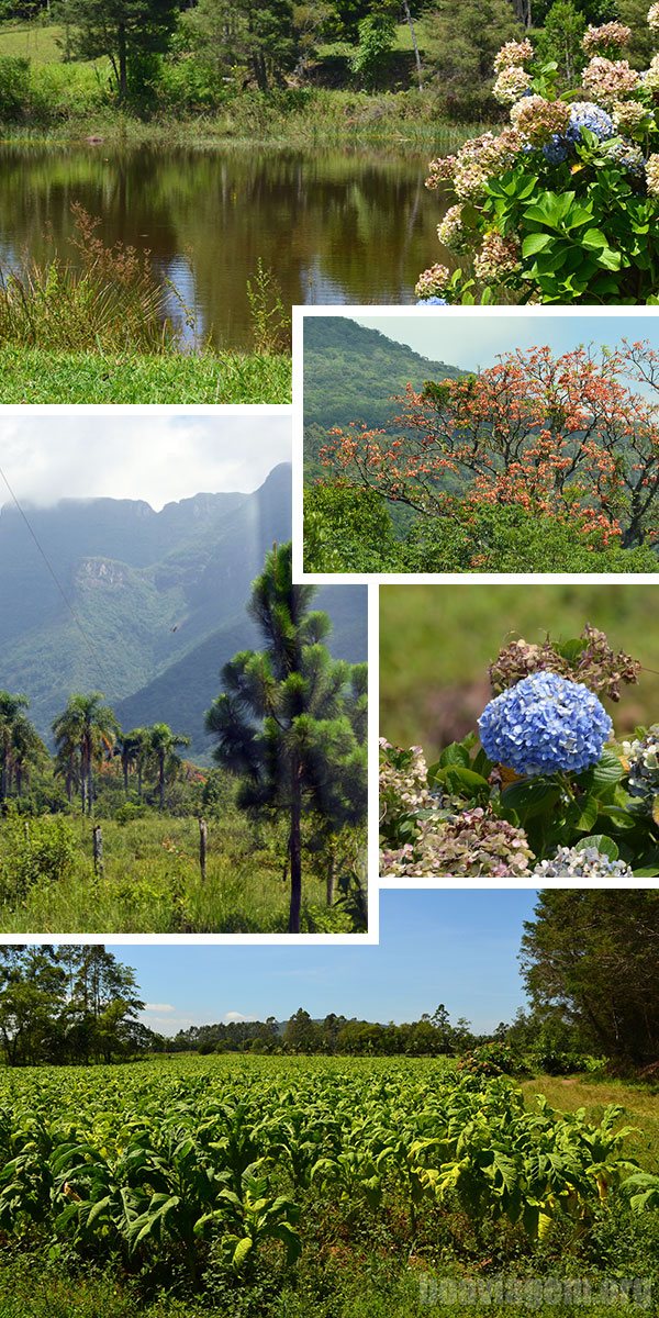 Flora em abundância na Serra do Faxinal