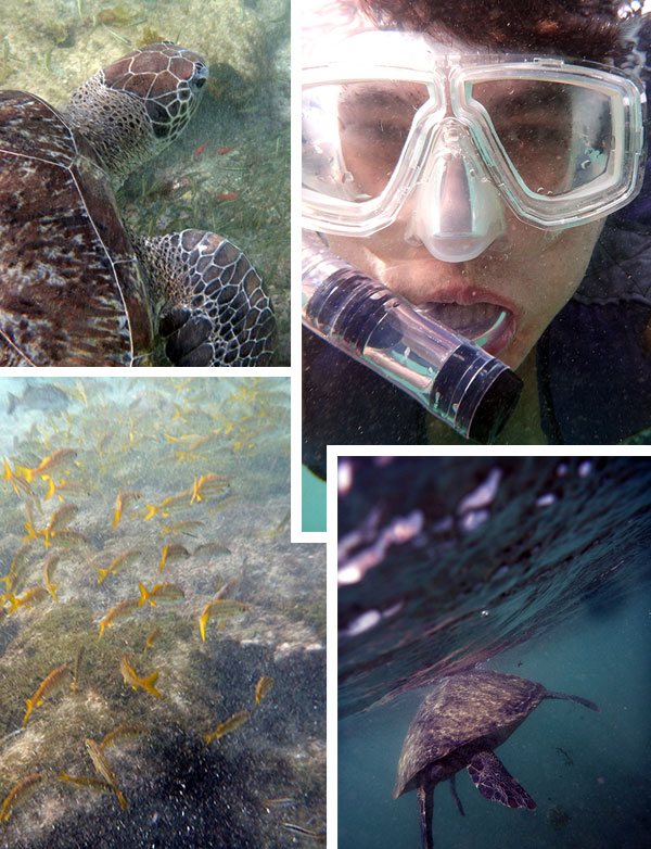 Encontro com cardumes e tartarugas em snorkel no Sueste