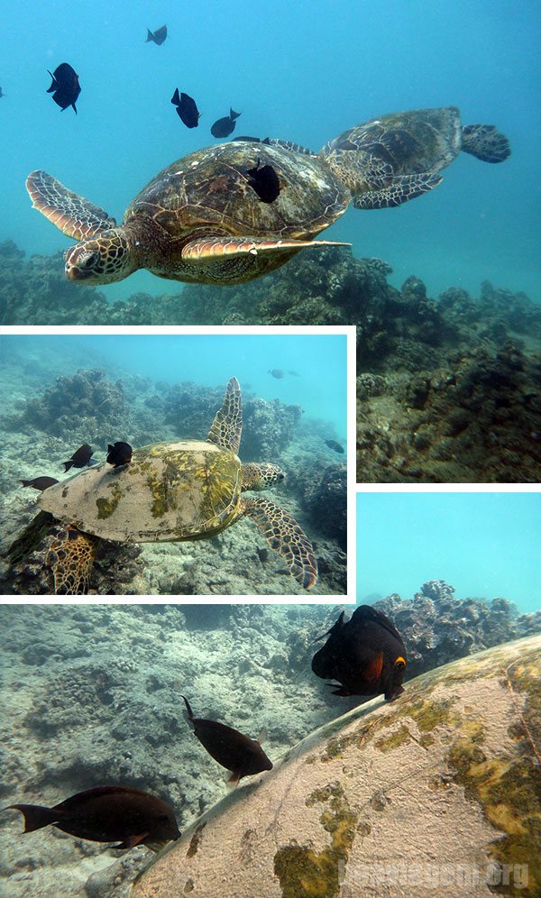 Tartarugas no Turtle Canyon em Honolulu - Havaí