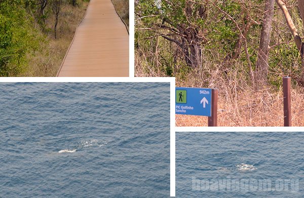Trilha pro Mirante dos Golfinhos, eles costumam sempre estar por lá!