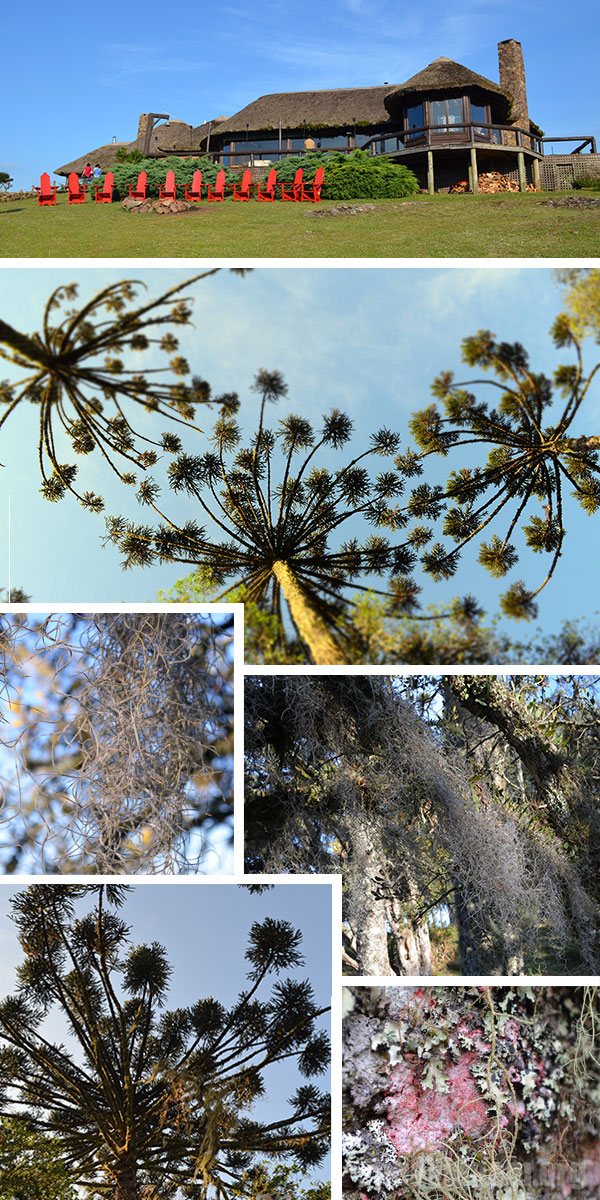 Belíssimas árvores e indicadores naturais delatam a pureza do ar