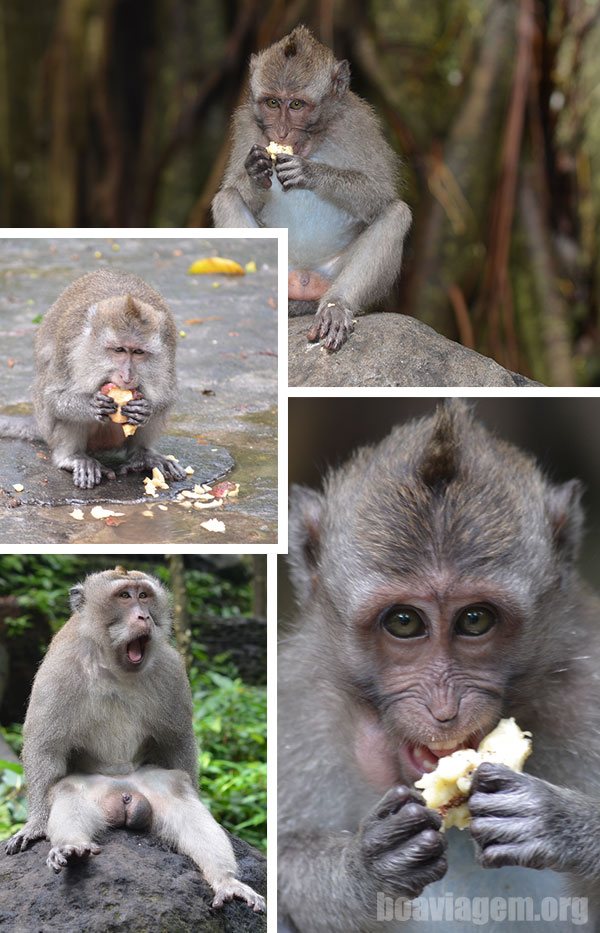 Macacos comilões e preguiçosos