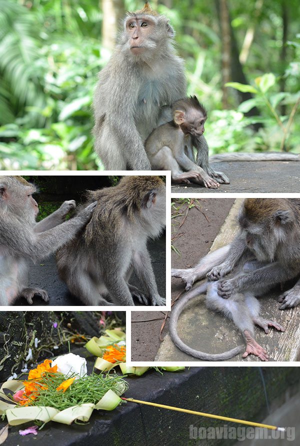 Oferendas a deuses hindus, e macacos, muitos macacos!